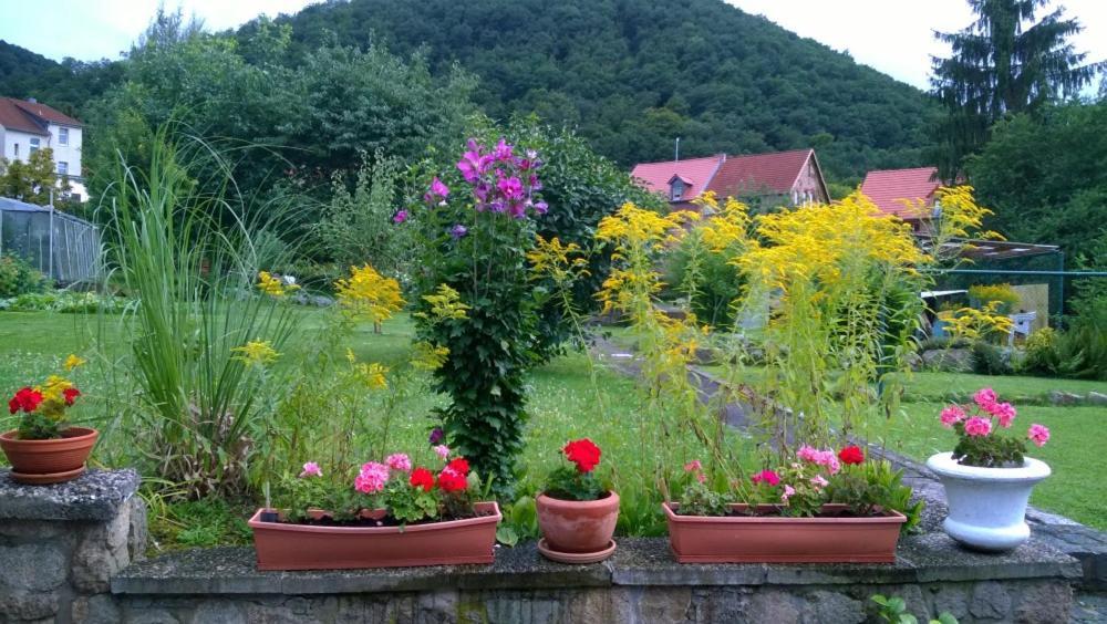 Ferienwohnung Bergblick - Inklusive Bodetal Therme Thale Buitenkant foto